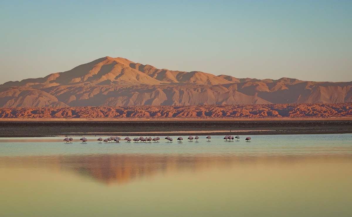 Early Risers - Steve Pharez